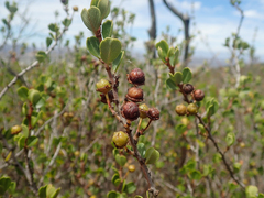 Ceanothus verrucosus