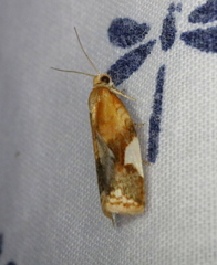 Clepsis persicana