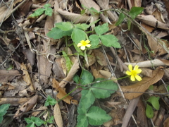 Ranunculus sierrae-orientalis
