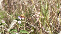 Hylephila phyleus phyleus