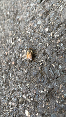 Apis mellifera
