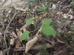 Scutellaria seleriana