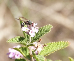 Polybia ruficeps