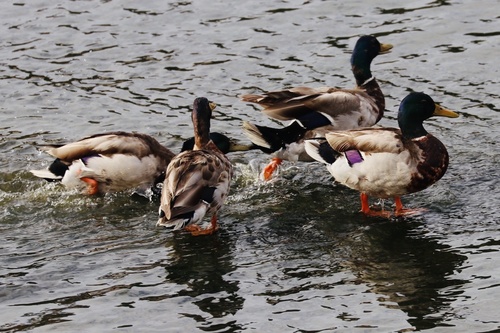 photo of Mallard (Anas platyrhynchos)