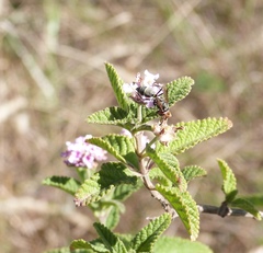 Polybia ruficeps