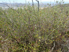Ceanothus verrucosus