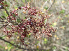 Ceanothus verrucosus