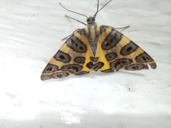 Pantherodes pardalaria