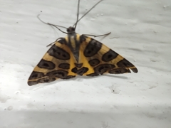 Pantherodes pardalaria