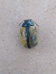 Leptinotarsa cacica