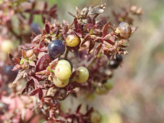 Ceanothus verrucosus
