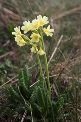 Primula intricata