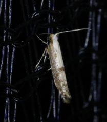 Argyresthia conjugella