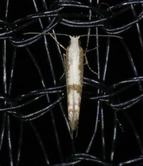 Argyresthia conjugella