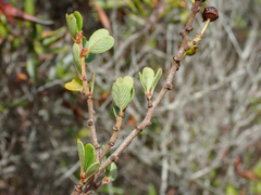 Ceanothus verrucosus