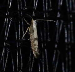 Argyresthia conjugella