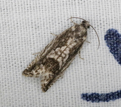 Cydia lacustrina