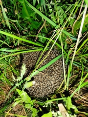 Erinaceus roumanicus