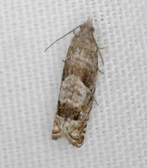 Epinotia solicitana