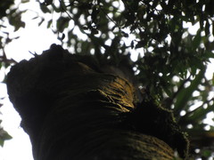 Zinowiewia australis