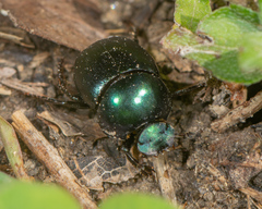 Canthon cyanellus