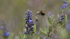 Anthophora pilifrons