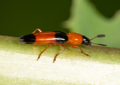 Languria trifasciata