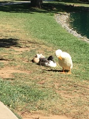 Anas platyrhynchos domesticus