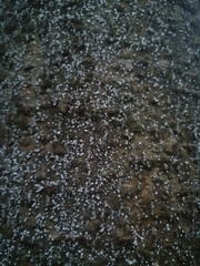 Adelges nordmannianae