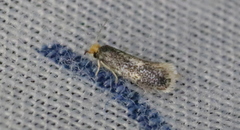 Ectoedemia similella