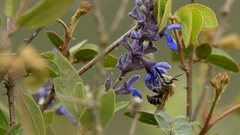 Anthophora pilifrons