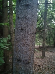 Adelges nordmannianae