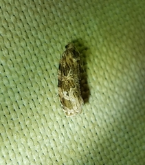 Phaecasiophora confixana