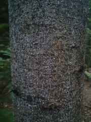 Adelges nordmannianae