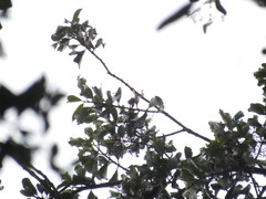 Zinowiewia australis