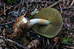 Cortinarius scaurus