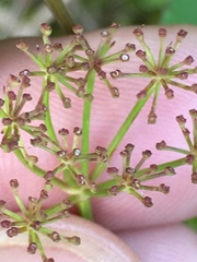 Thaspium trifoliatum trifoliatum