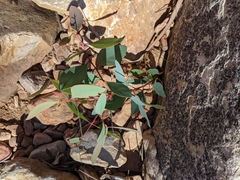 Eucalyptus flindersii