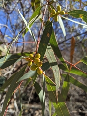 Eucalyptus flindersii