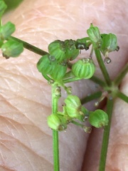 Thaspium trifoliatum trifoliatum