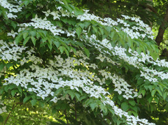 Cornus kousa