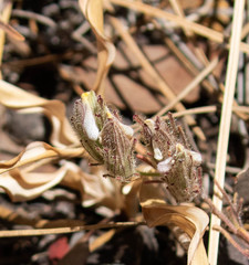 Cordylanthus nidularius