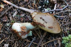 Cortinarius scaurus
