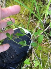 Thaspium trifoliatum trifoliatum
