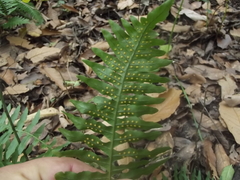 Polypodium plesiosorum