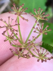 Thaspium trifoliatum trifoliatum