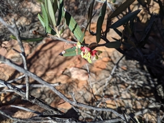 Grevillea aspera