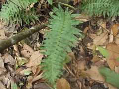 Polypodium plesiosorum
