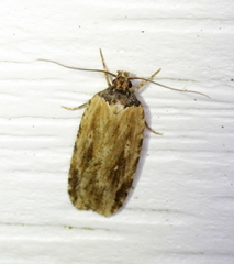 Agonopterix atrodorsella