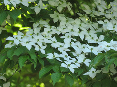Cornus kousa